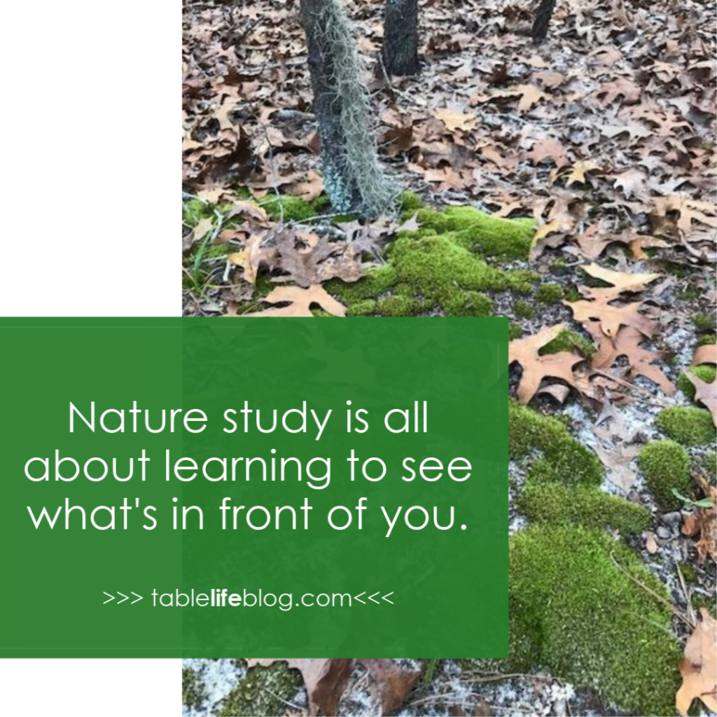 10 Easy Nature Study Ideas Nearly Anyone Can Enjoy